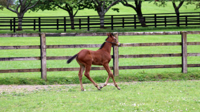 YOUNG COLT ROMPING IN THE PASTURE