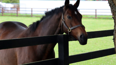 STALLION LOOKING FOR A HANDOUT