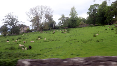 ROADSIDE SCENE OF SHEEP GRAZING