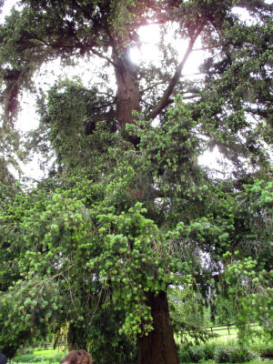 GARDENS AT BLARNEY CASTLE