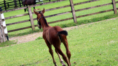 GALLOPING COLT 