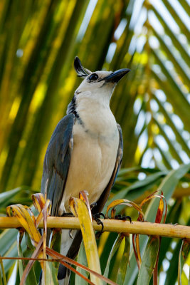 Costa_Rica_Around_Resort_D190414_234_www.jpg