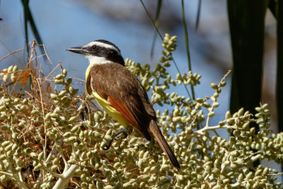 Birds