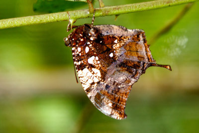 Insects