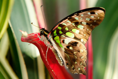 Butterfly_Conservatory_D190902_0660_www.jpg