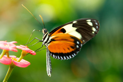 Butterfly_Conservatory_D190902_0851_www.jpg