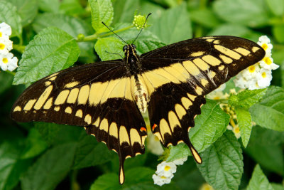 Butterfly_Conservatory_D190903_0622_www.jpg