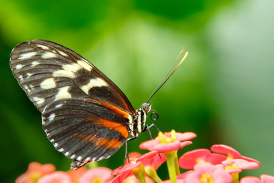 Butterfly_Conservatory_D190903_0653_www.jpg