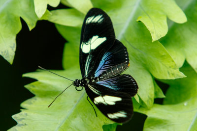 Butterfly_Conservatory_D190903_0778_www.jpg