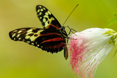 Butterfly_Conservatory_D190903_0786_www.jpg