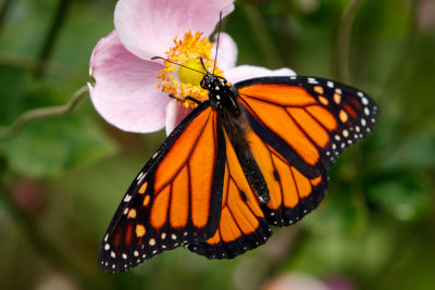 Butterfly_Conservatory_D190903_1084_www.jpg