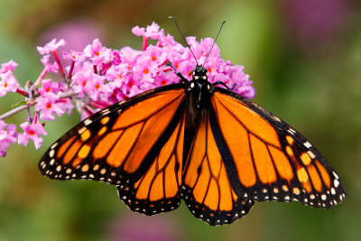 Butterfly_Conservatory_D190903_1098_www.jpg