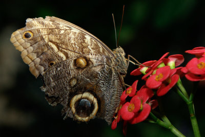 Butterfly_Conservatory_D191001_012_www.jpg