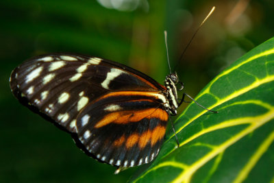 Butterfly_Conservatory_D191002_090_www.jpg