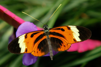 Butterfly_Conservatory_D191002_293_www.jpg