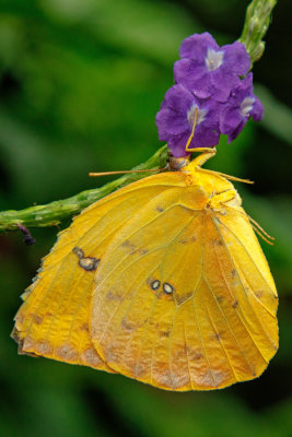 Butterfly_Conservatory_D191002_326_www.jpg