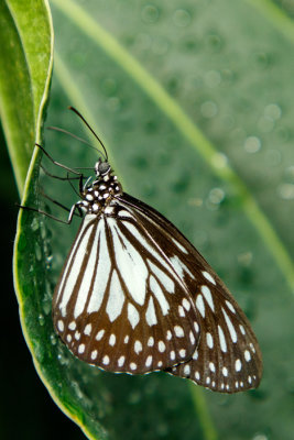 Butterfly_Conservatory_D191002_391_www.jpg