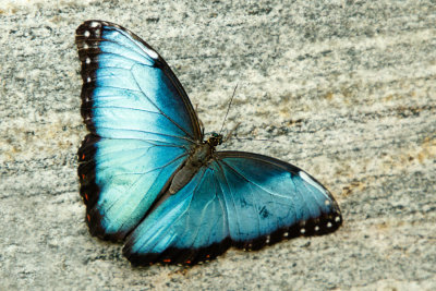 Butterfly_Conservatory_D191002_396_www.jpg