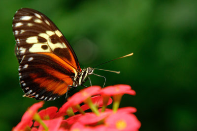 Butterfly_Conservatory_D191002_544_www.jpg