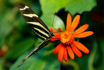 Butterfly_Conservatory_D191003_207_www.jpg