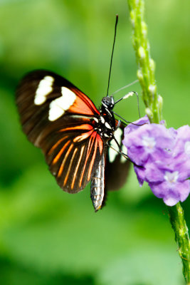 Butterfly_Conservatory_D191003_276_www.jpg
