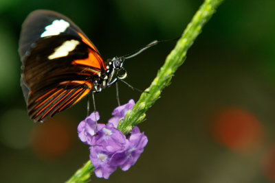 Butterfly_Conservatory_D191004_318_www.jpg