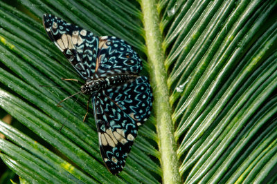 Butterfly_Conservatory_D191005_127_www.jpg