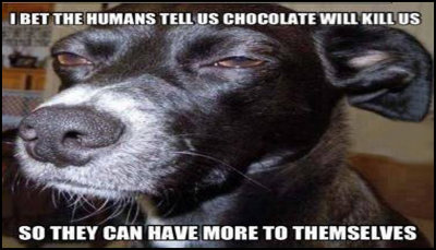chocolate - I bet the humans.jpg