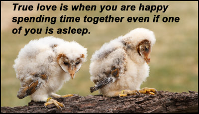 love - true love is when you are happy.jpg