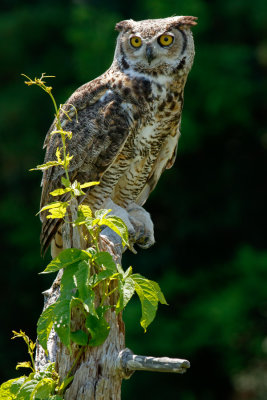 Raptor Conservancy D200711 0417 www.jpg