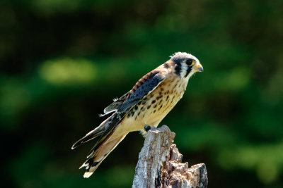 Raptor Conservancy D200711 2305 www.jpg