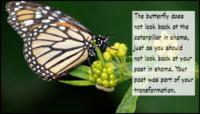 past - the butterfly does not look.jpg
