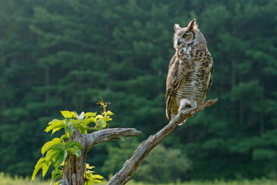 Raptor Conservancy D200713 0289 www.jpg