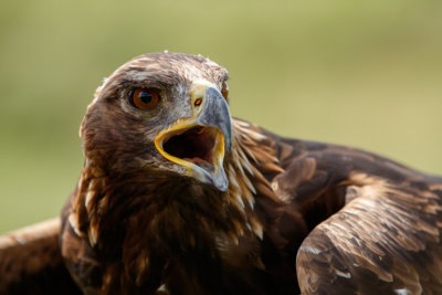 Raptor Conservancy D200801 1925 www.jpg