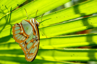 Butterfly Conservatory D200807 0722 www.jpg
