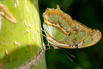 Butterfly Conservatory D200807 0647 www.jpg