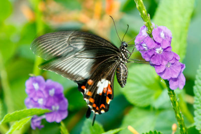 Butterfly Conservatory D200809 0149 www.jpg