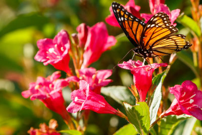 Butterfly Conservatory D200811 0026 www.jpg