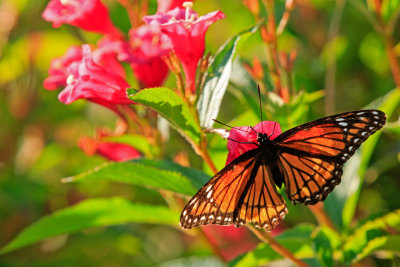 Butterfly Conservatory D200811 0043 www.jpg