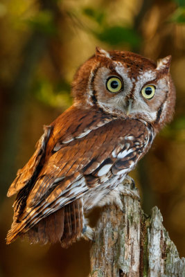 Raptor Conservancy D201001 0320 www.jpg