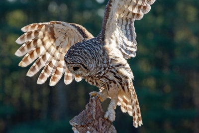 Raptor Conservancy D201101 1437 www.jpg