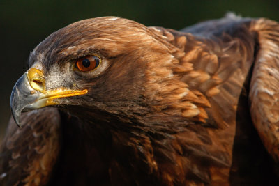 Raptor Conservancy D201101 3157 www.jpg