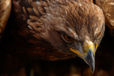 Raptor Conservancy D201101 3283 www.jpg