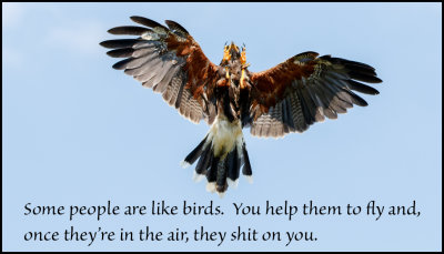 people - some people are like birds.jpg