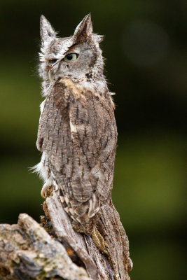 Raptor Conservancy D201201 1873 www.jpg