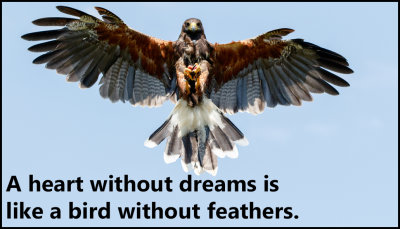 dream - a heart without dreams.jpg