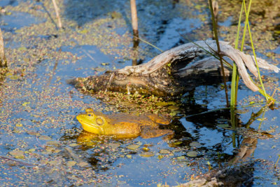 McGeachy Pond D210503 285 www.jpg