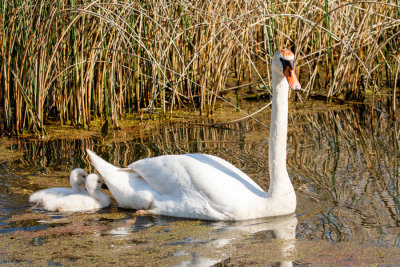 McGeachy Pond D210503 669 www.jpg