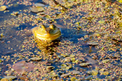 McGeachy Pond D210504 058 www.jpg