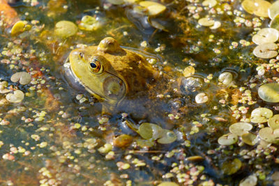 McGeachy Pond D210504 394 www.jpg